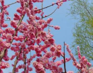 梅花的寓意和象征