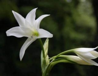 第一次约会送什么花