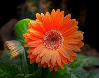 第一次约会送什么花