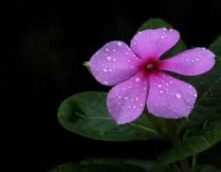 长春花花语和寓意