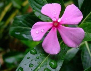 长春花花语和寓意