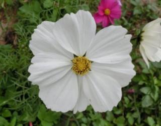 白色格桑花的花语