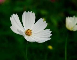 白色格桑花的花语