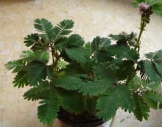 含羞草的花语是什么