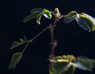 含羞草的花语是什么