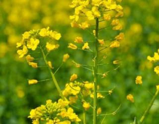 油菜花花语
