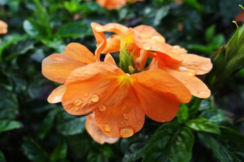 鸟尾花的养殖方法和注意事项 鸟尾花的养殖方法和注意事项