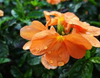 鸟尾花的养殖方法和注意事项