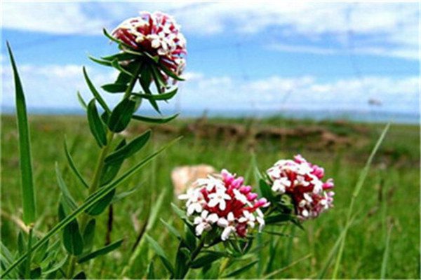 狼毒花有毒吗? 狼毒花有毒吗?