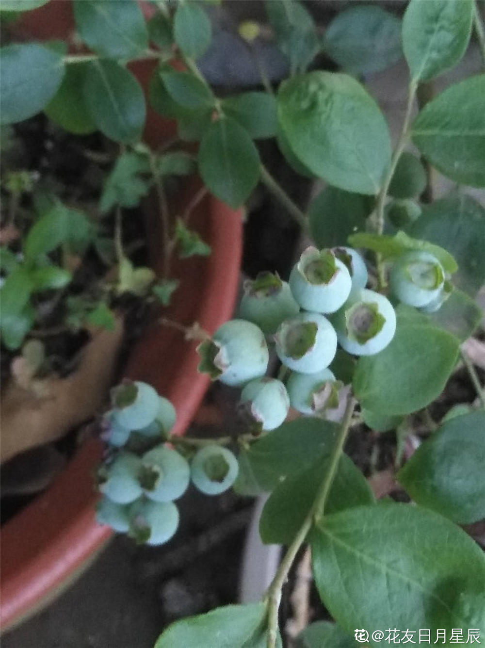 蓝莓树苗怎么种植,如何种的好