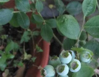 蓝莓树苗怎么种植，如何种的好