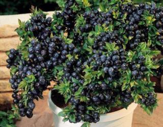 蓝莓春季怎么养