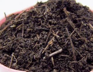 蓝莓春季怎么养