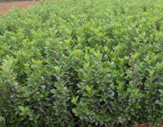 假蓝莓树都有哪几种，如何辨别