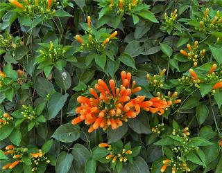 炮仗花怎么施肥