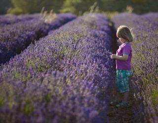 精油之母,紫色的薰衣草性格