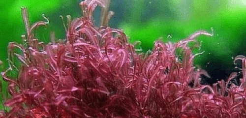 moss /莫斯的种类和莫斯的生长习性探秘