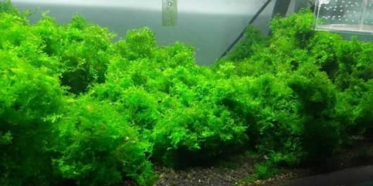 莫斯水草怎么养呢?