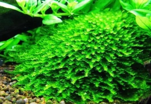 莫斯水草怎么养呢?