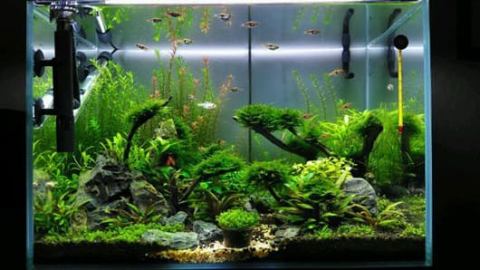 莫斯(MOSS)水草之种类鉴别