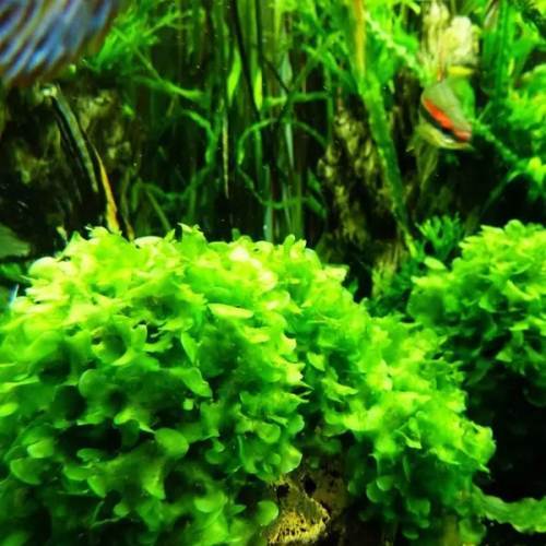 莫斯(MOSS)水草之种类鉴别