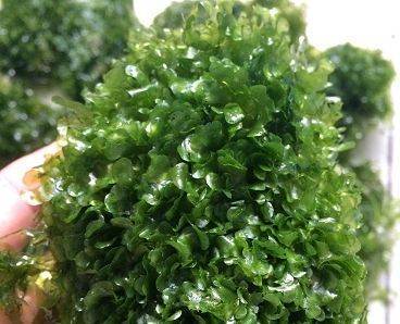 莫斯(MOSS)水草之种类鉴别