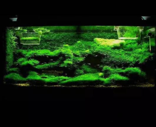 莫斯水草的捆绑~修剪!