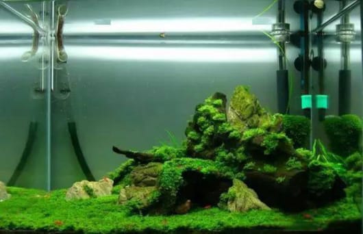 莫斯水草的捆绑~修剪!