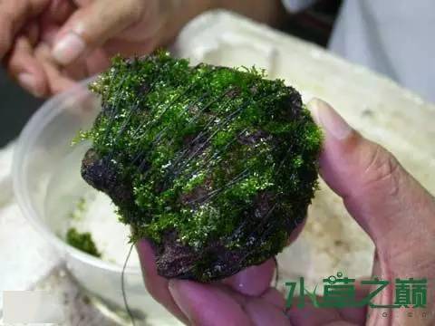 莫斯水草的捆绑~修剪!