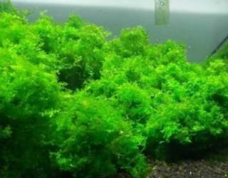 莫斯水草怎么养呢？