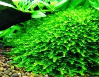 莫斯水草怎么养呢？