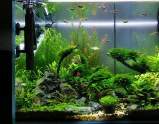 莫斯（MOSS）水草之种类鉴别