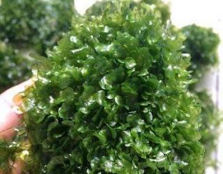 莫斯（MOSS）水草之种类鉴别