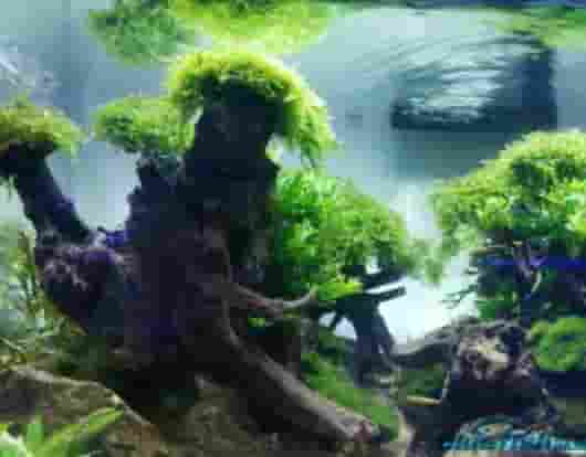 莫斯（MOSS）水草之种类鉴别