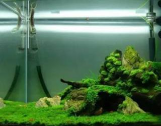 莫斯水草的捆绑~修剪！