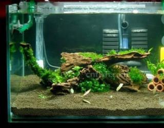 莫斯水草的捆绑~修剪！