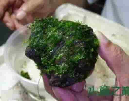 莫斯水草的捆绑~修剪！