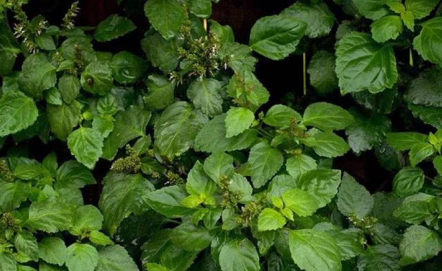 这10种植物精油,对肠胃的好处,都有那些呢?