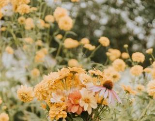 香草的物种能量,8个心灵自我拯救疗愈法!