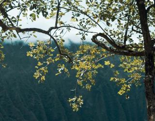 香草的物种能量,8个心灵自我拯救疗愈法!