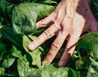 减肥人吃的最多的10种食物，在你的食谱中吗