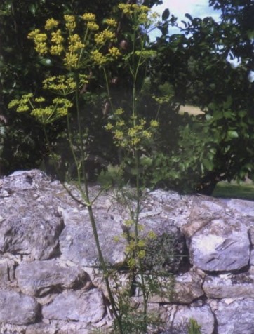 白松香精油,平衡极端的情绪,放下激烈的抗争