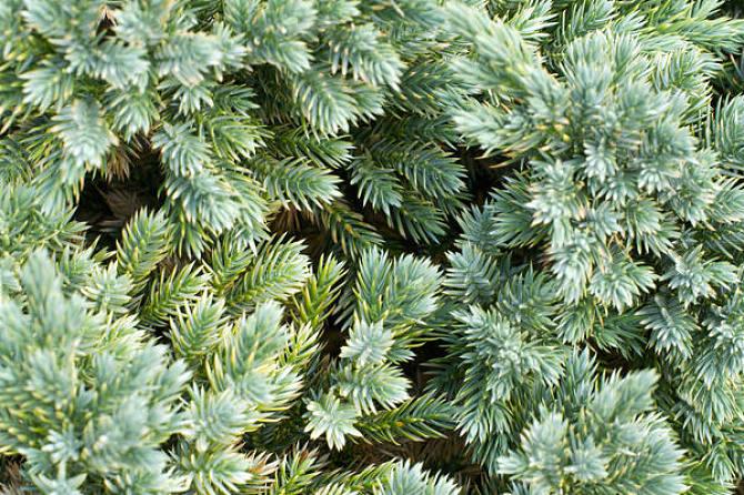 欧洲冷杉精油 Abies alba 减少恋世的倾向,增进对世界的理解