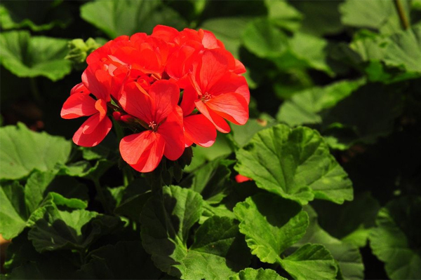 天竺葵精油的功效与作用