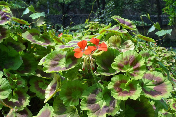 天竺葵精油的功效与作用
