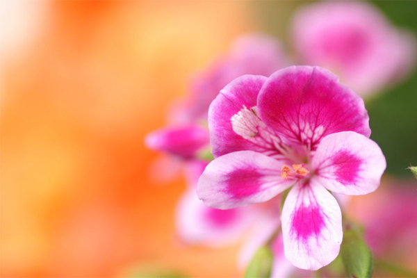 天竺葵精油的功效与作用