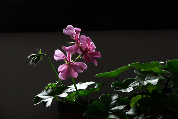 天竺葵精油的功效与作用