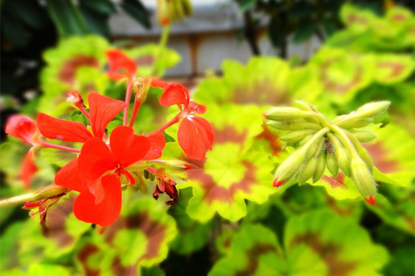 天竺葵精油的功效与作用