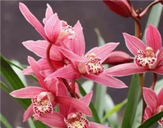 别养绿萝了，过年来盆香香花，满屋飘香精神好！