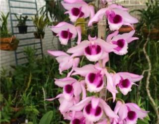 别养绿萝了，过年来盆香香花，满屋飘香精神好！